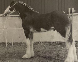 stallion City Simply the Best (Clydesdale, 2001, from Collessie Cut Above)