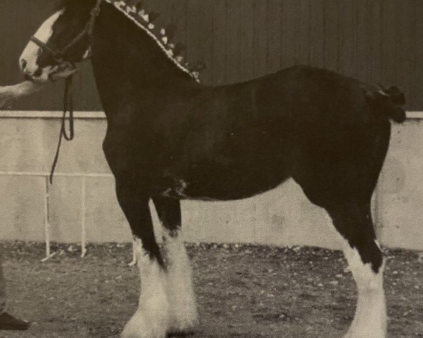 Zuchtstute Hewal Velvet Shadow (Clydesdale, 1999, von Hewal Benefactor)