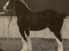 Zuchtstute Hewal Velvet Shadow (Clydesdale, 1999, von Hewal Benefactor)