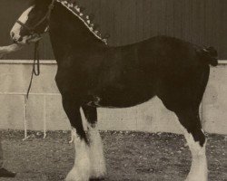 Zuchtstute Hewal Velvet Shadow (Clydesdale, 1999, von Hewal Benefactor)