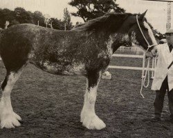 Zuchtstute Boat Bonnie Lass (Clydesdale, 1999, von Millisle Perfection)