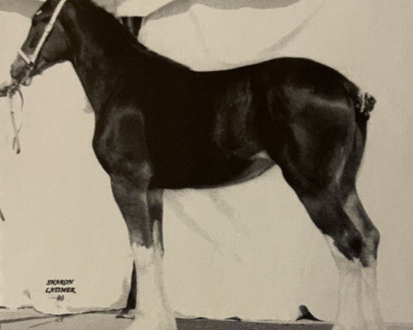 broodmare North Country Skye (Clydesdale, 2001, from Green Leaf Reflection)