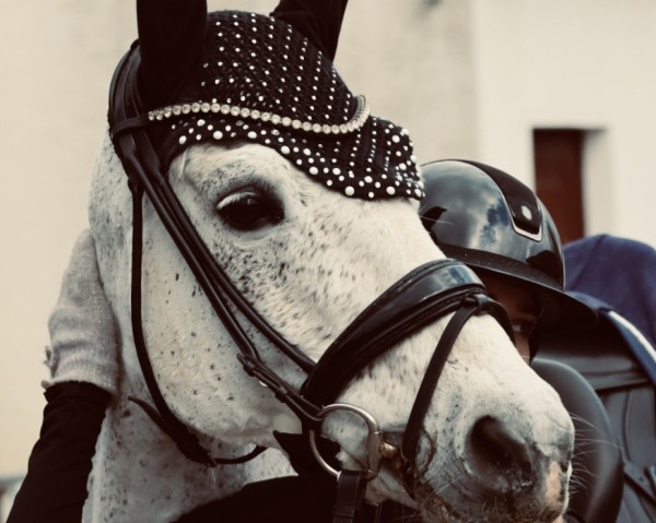 Zuchtstute Lettenhofs Nobility Dance (Deutsches Reitpony, 2010, von Lettenhofs Derano Dancer)