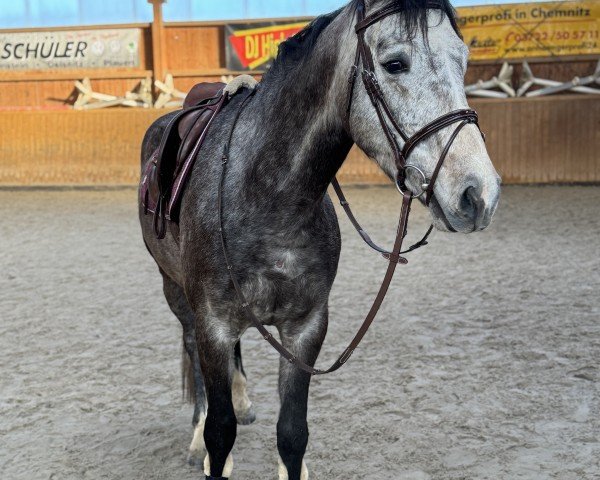 Springpferd Chantré (Deutsches Sportpferd, 2021, von Cornets Pleasure Dree Boeken)