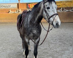 Springpferd Chantré (Deutsches Sportpferd, 2021, von Cornets Pleasure Dree Boeken)