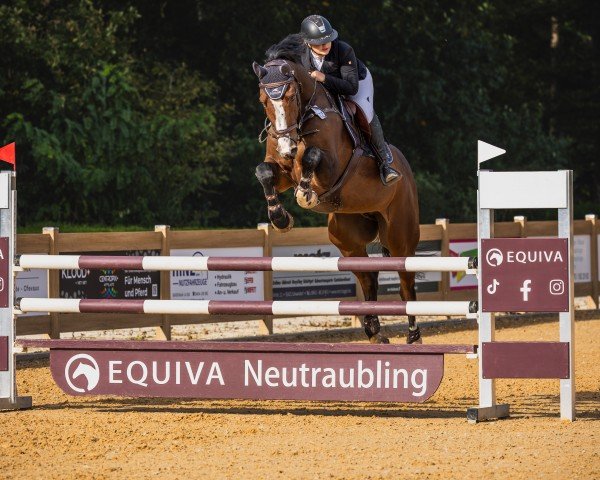 jumper Barney K (Oldenburg show jumper, 2017, from Balous Bellini)