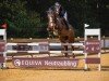 jumper Barney K (Oldenburg show jumper, 2017, from Balous Bellini)