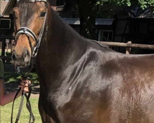 broodmare Frieda (German Sport Horse, 2016, from Fürstenball)