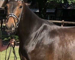 broodmare Frieda (German Sport Horse, 2016, from Fürstenball)