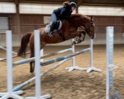 jumper Centrico SRH (Oldenburg, 2019, from Central Park 6)