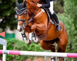 Zuchtstute Cherie H (Deutsches Sportpferd, 2010, von Pikeur Crossfire)