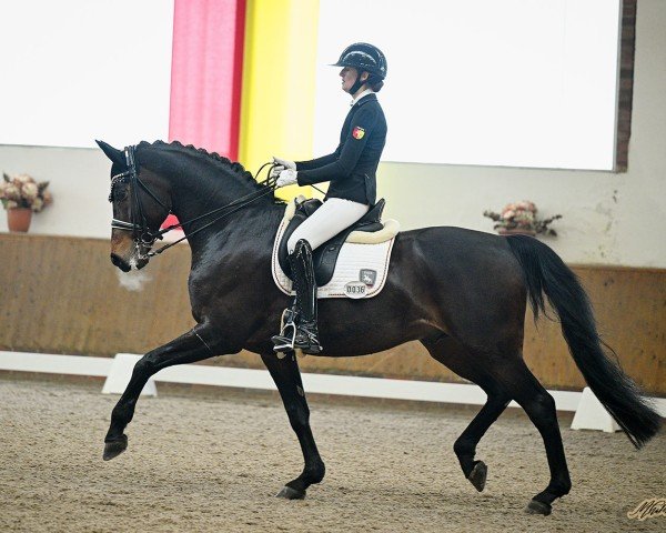 stallion Feu D'Or 2 (Oldenburg, 2009, from Fackeltanz Old)