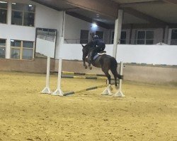 dressage horse She's Magic (Pinto / Hunter, 2010, from Samico F)