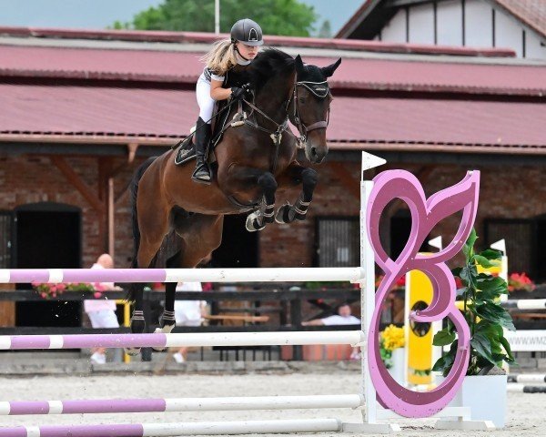 stallion Cornado (Danish Warmblood, 1994, from Coronado I)