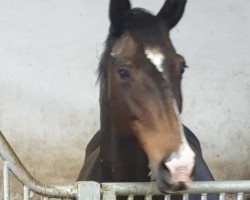 broodmare Una Felicita Reale (Trakehner, 2004, from Kokoschka)