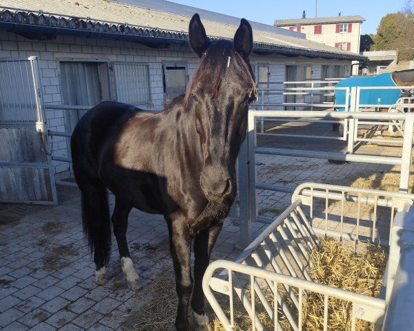 dressage horse Lord Everdale C (Oldenburg, 2014, from Everdale)