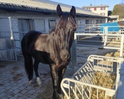 dressage horse Lord Everdale C (Oldenburg, 2014, from Everdale)