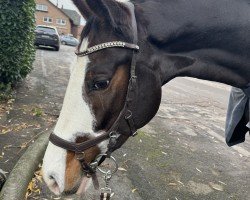 jumper Skarlet Vom Quellental (German Sport Horse, 2018, from Chapeau Tn)