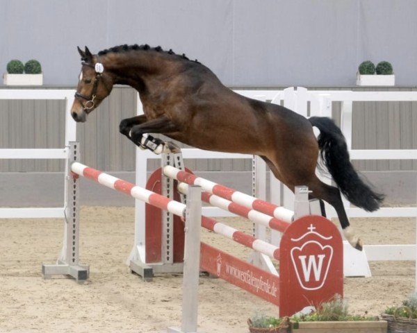 dressage horse Dori (German Riding Pony, 2021, from HET Don´t forget me)