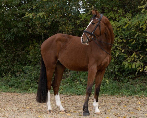 jumper Levison SJ (Austrian Warmblood, 2019, from Levistano)