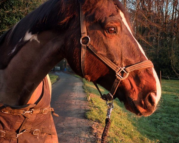 horse Charmeur (Westphalian, 2005, from Charming Irco)