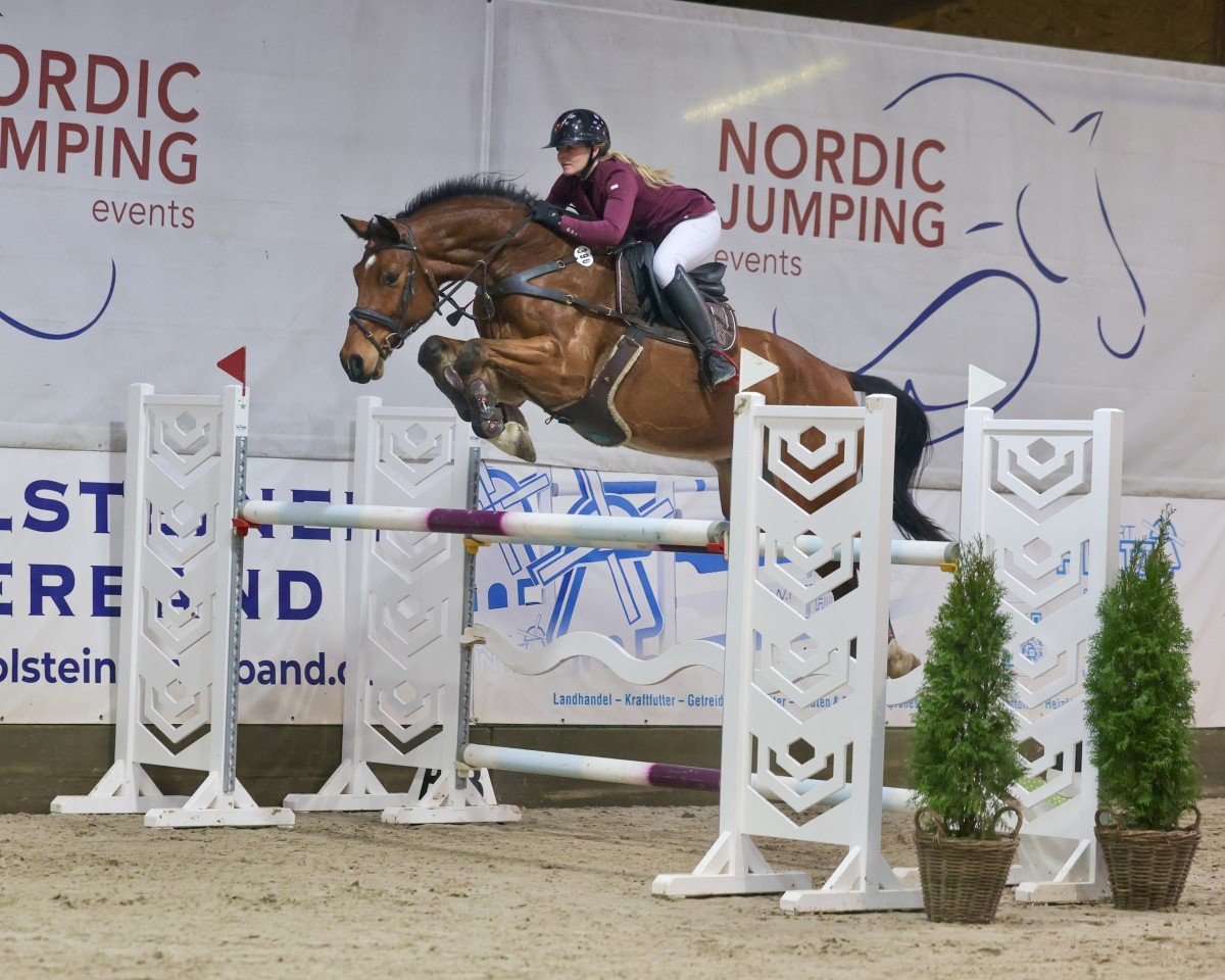 jumper Cryptonit (Hanoverian, 2018, from Casino Grande)