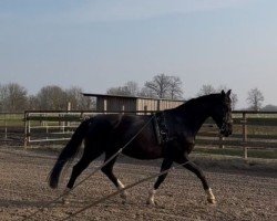 horse Ruby (Hanoverian,  )