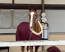 jumper Ca-Roon (Oldenburg show jumper, 2018, from Chacfly PS)