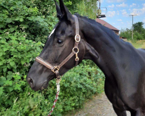 dressage horse Fairy Tale TC (German Sport Horse, 2019, from Birkhof's Fair Game OLD)