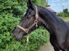 dressage horse Fairy Tale TC (German Sport Horse, 2019, from Birkhof's Fair Game OLD)