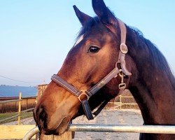 dressage horse Bella Rose TC (German Sport Horse, 2020, from Bohemian)