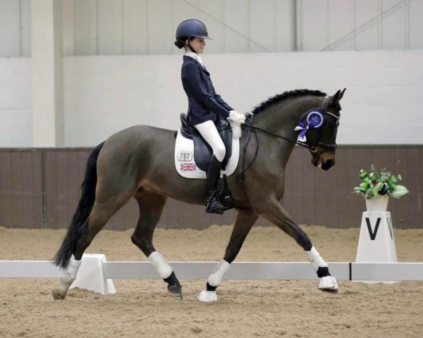 Pferd Godrics Campeggio (Großbritannien Pony, 2009, von Caesar)