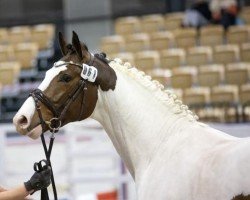 horse Mescalino (Pinto / Small Riding Horse, 2021, from Mescalero 29)