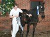 broodmare Mandy (German Riding Pony, 1993, from Apslau xx)