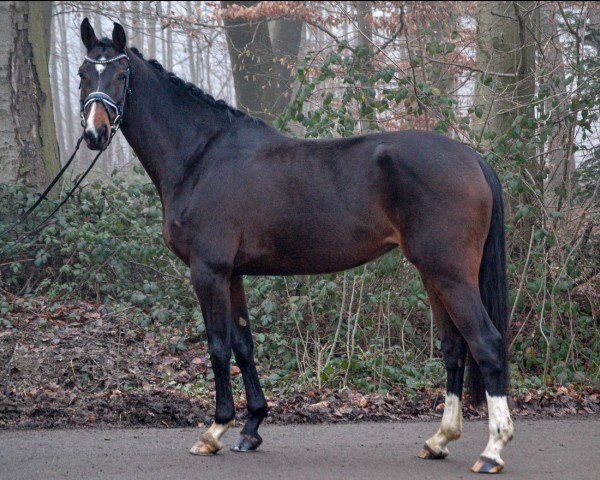 Zuchtstute Ovida TC (KWPN (Niederländisches Warmblut), 2019, von Joop TC)