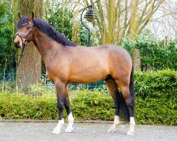 dressage horse Crown NoRiskNoFun (German Riding Pony, 2021, from Fs Numero Uno)