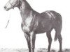 stallion Greek God xx (Thoroughbred, 1964, from Parthia xx)