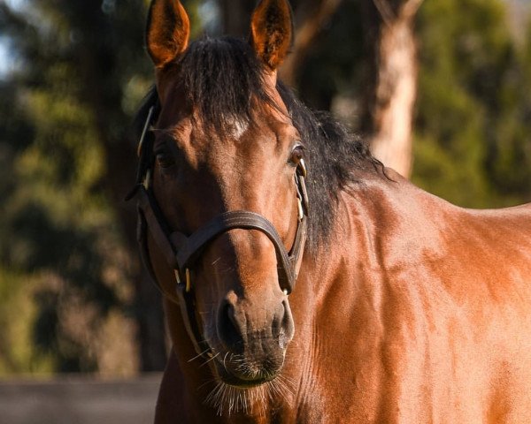 Pferd Tuscan xx (Englisches Vollblut, 2019, von Churchill xx)