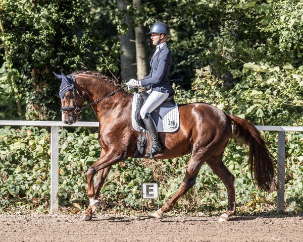 dressage horse Rosalie S 6 (Oldenburg, 2018, from Belissimo NRW)