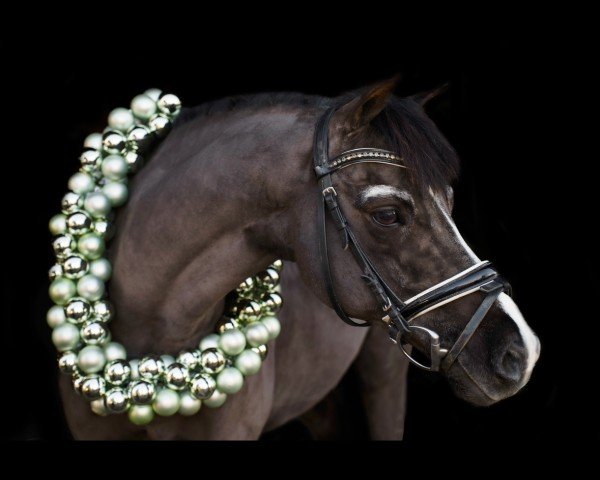 dressage horse Fury 545 (Pony without race description, 2009)