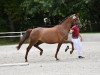 broodmare Dreaming Lucy (Hanoverian, 2015, from Dimaggio)