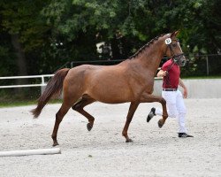 broodmare Dreaming Lucy (Hanoverian, 2015, from Dimaggio)