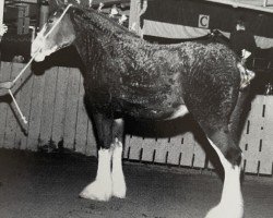 Zuchtstute Maple Stone Verna Ruth (Clydesdale, 1999, von Doura Sensation)