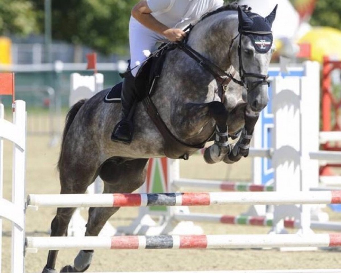 jumper Papp Laci (Hungarian Warmblood, 2008, from Acorn)
