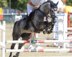 jumper Papp Laci (Hungarian Warmblood, 2008, from Acorn)