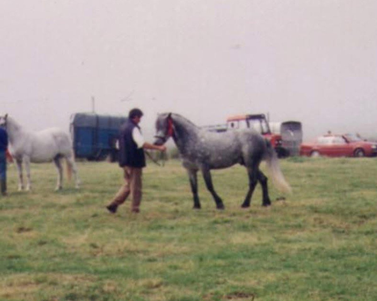 stallion Thunderball (Connemara Pony, 1989, from Canal Cormac)