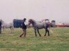 stallion Thunderball (Connemara Pony, 1989, from Canal Cormac)