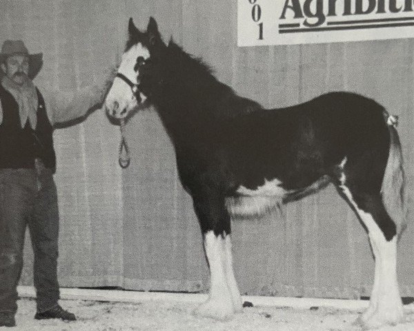 broodmare Battle River Sapphire (Clydesdale, 2001, from Grandview Sir El Capitan)