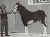 broodmare Battle River Sapphire (Clydesdale, 2001, from Grandview Sir El Capitan)