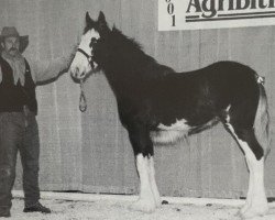 Zuchtstute Battle River Sapphire (Clydesdale, 2001, von Grandview Sir El Capitan)